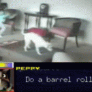 Puppy does a barrel roll
